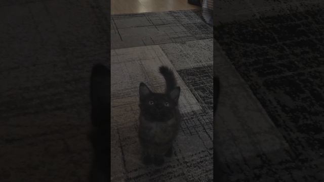 Майя очень любит это кресло смотреть онлайн