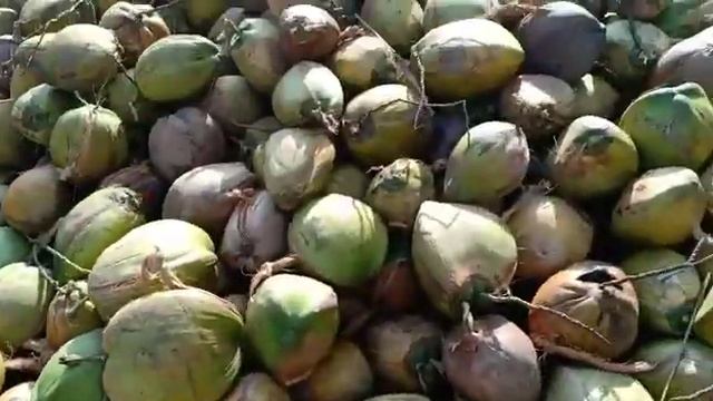 distributor kelapa tua surabaya смотреть онлайн