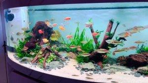 Chihiros WRGB 2 120CM Light Upgraded to my 450L Community Rainbow Fish Tank