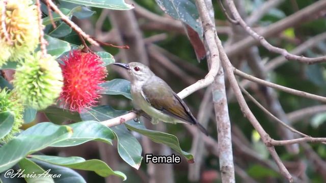 Burungmadu kelapa (Anthreptes malacensis) | Brown-throated sunbird, Southeast Sulawesi смотреть онлайн