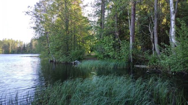 Morning Birdsong on a Calm Forest Lake. Relaxing Sounds of Nature смотреть онлайн