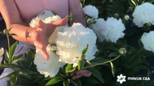 Lancaster imp peony. Ланкастер имп пион. Пулков сад (2022 г)