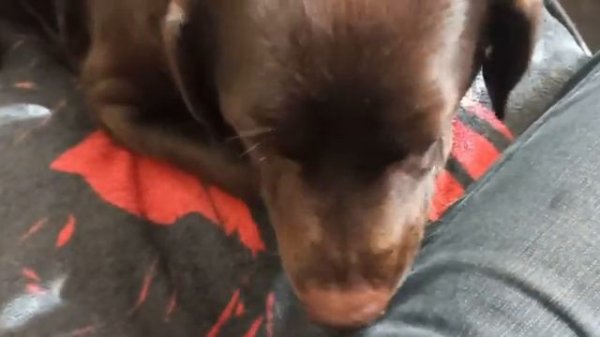 все витамины в яблоках/all vitamins in apples