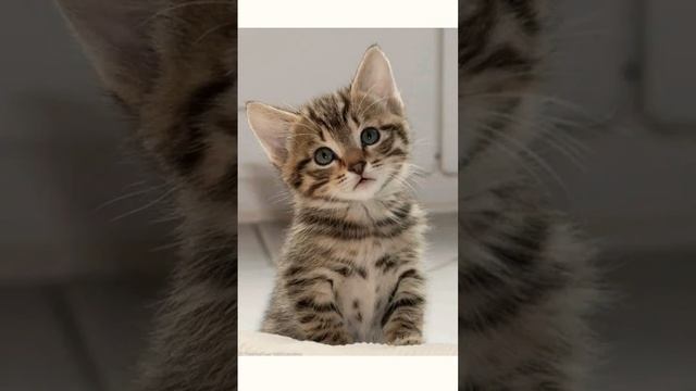 ФОТО КОТЯТ😘😘😘😘😘😘 смотреть онлайн