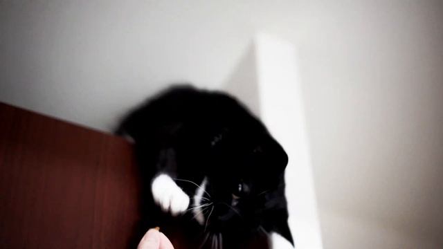 靴箱の上にいるだけでかわいすぎる猫 That cat is just too cute to be on a shoebox. смотреть онлайн