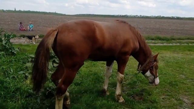 Кінь -Батько Турієць, Мати Орловка. Звати ГРІММ. смотреть онлайн