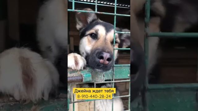 Возьми собаку из приюта #shorts смотреть онлайн
