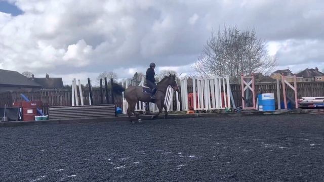 Rockmount Tara 9yo mare by Cruisings mickey Finn x VDL Arkansas * for sale * смотреть онлайн