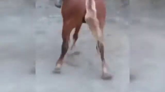 Янги Ноокат Мародона оти смотреть онлайн