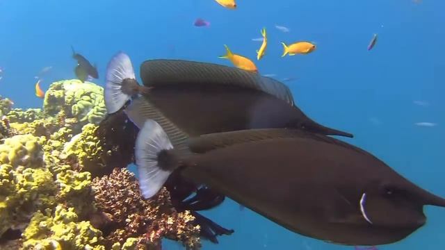 GBR Spotted Unicornfish смотреть онлайн