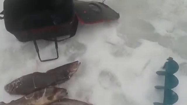 12 февраля 2020 г. смотреть онлайн