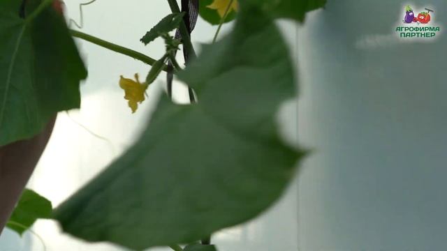 КАК СФОРМИРОВАТЬ ТОМАТЫ ЧЕРРИ В ОТКРЫТОМ ГРУНТЕ