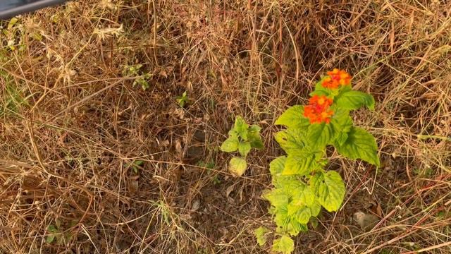 Realme GT Master Edition Best Gcam | Gcam for Realme GT Master Edition device смотреть онлайн