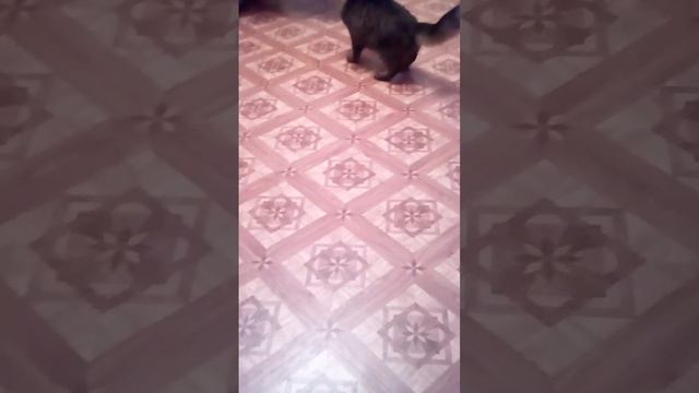 Кот и лазер смотреть онлайн