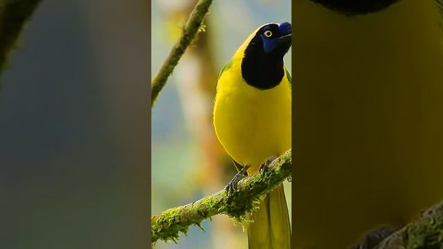 Green Jay #shorts смотреть онлайн