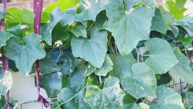 My experience Tindora (dondakaya) in Sydney, Australia 😊😄🤩 #tindora #indiangardeners смотреть онлайн