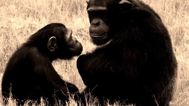Parliament of apes - a modular jam смотреть онлайн