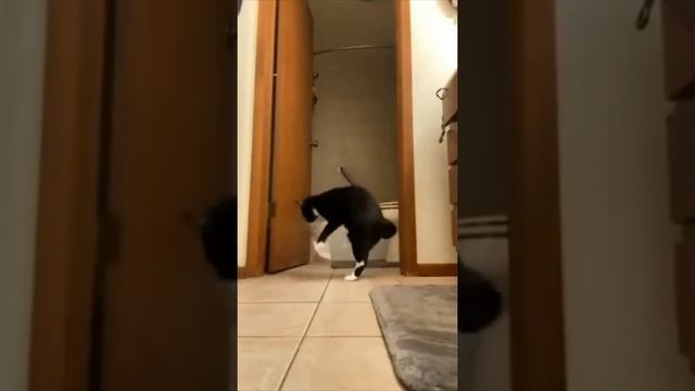 Cat vs Tape смотреть онлайн