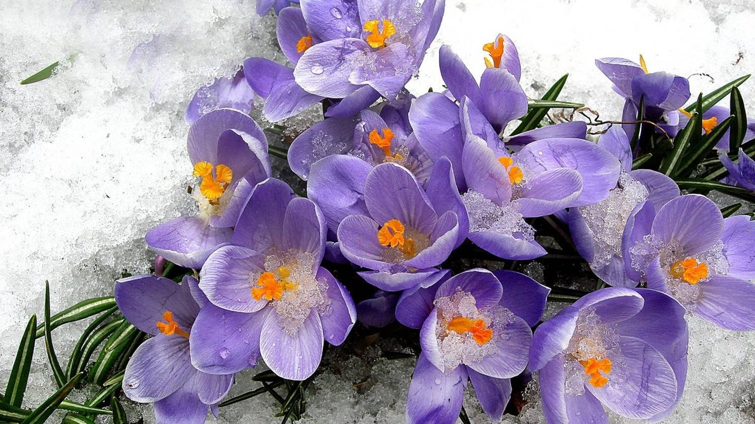 ТЕЛЬЦЫ. 🌺 Ваш таро-прогноз на февраль 2025 года. Советы карт и минералов от Натальи Вронской 💎 смотреть онлайн