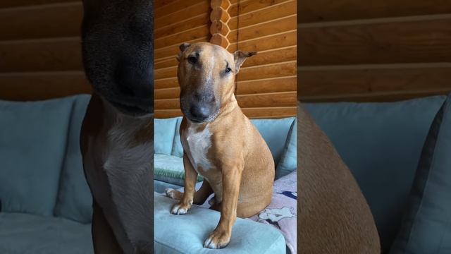 Рич в образе 😎А что, собака тоже может быть не в настроении. #badmood #love #bullterrier смотреть онлайн