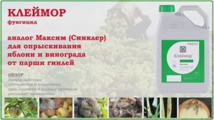 Клеймор - новое средство от гнилей яблок при хранении, парши яблони и гнилей винограда. Обзор