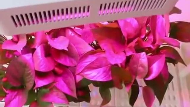 Roleadro LED Grow Light Galaxyhydro смотреть онлайн