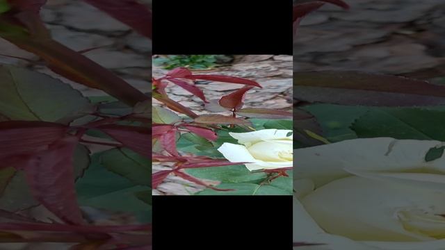 Розы первогодки в пастельных тонах смотреть онлайн