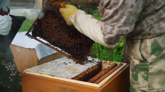 НА ЗАИМКЕ НОВЫЙ ЖИТЕЛЬ  КРАСНОЕ ЗОЛОТО ДЕРЕВЕНЬ  ТРАВЫ  ВЕНИКИ  ПЧЕЛЫ И ПОРЯДОК В ОГОРОДЕ