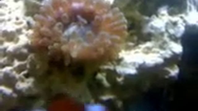 Anemone eating смотреть онлайн