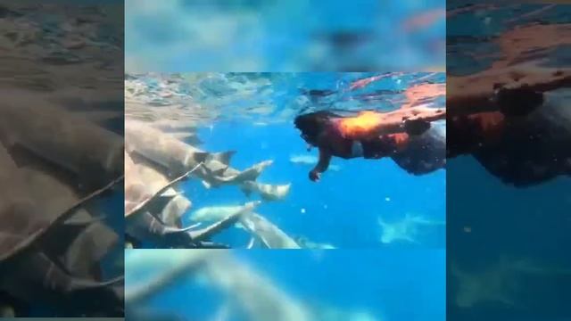 Snorkeling with shark смотреть онлайн