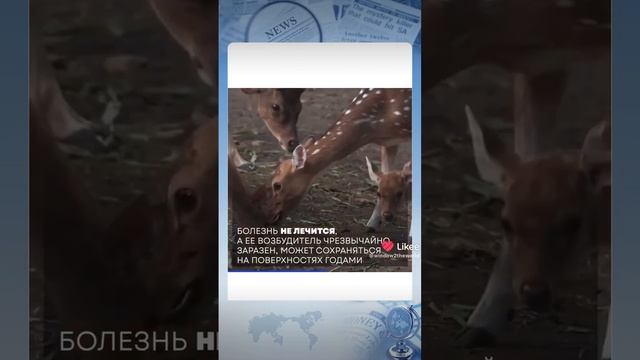 Доброе утречко Дашенька.Очень смертельный мозговой вирус опасен смотреть онлайн