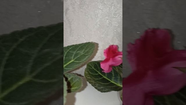 Тидеи смотреть онлайн