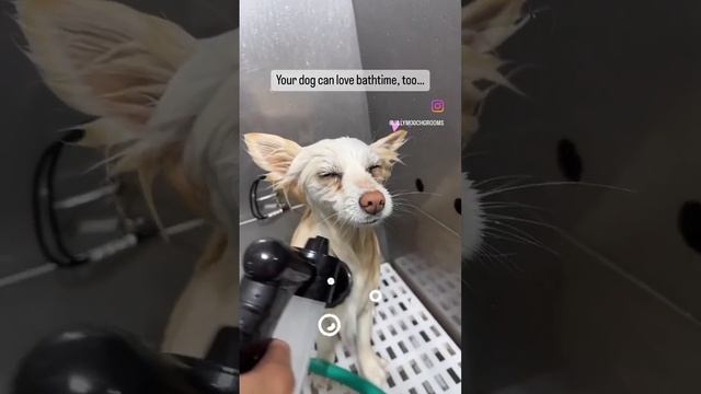 Dogs can love grooming with a set schedule & the same groomer from puppyhood through life! #bathtim смотреть онлайн