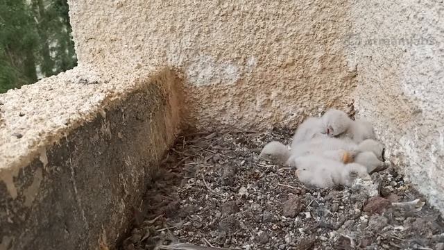Common Kestrel nest | Гнездо сокола пустельги смотреть онлайн