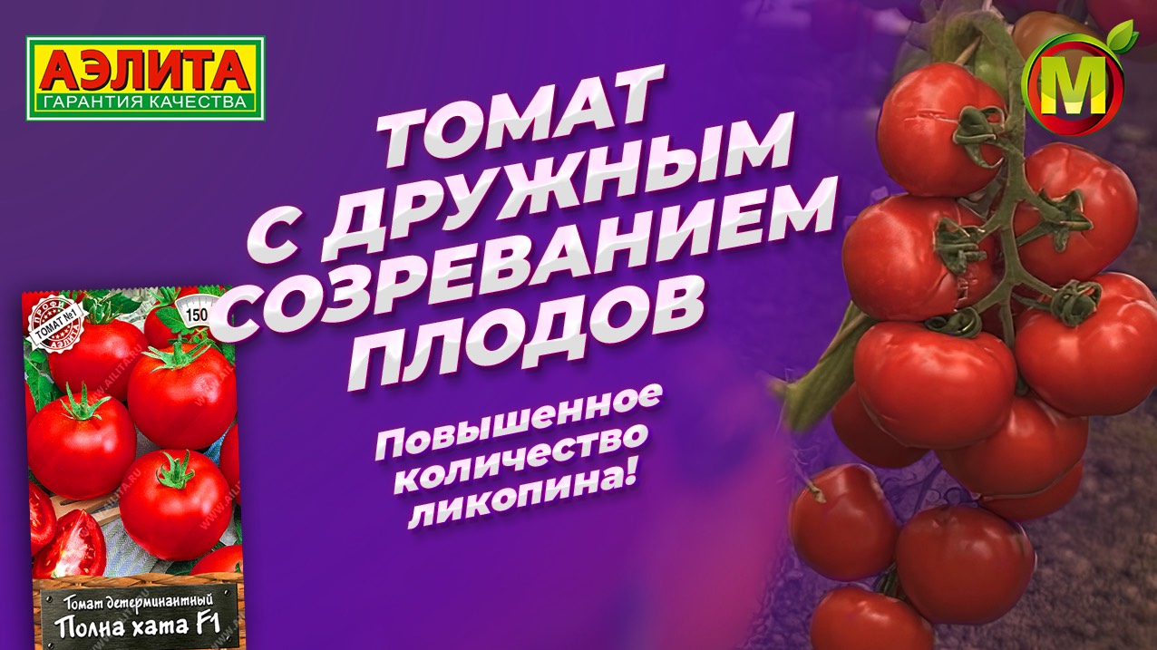 УЛЬТРАСКОРОСПЕЛЫЙ томат ПОЛНА ХАТА F1. Высокое содержание ликопина в плодах! смотреть онлайн