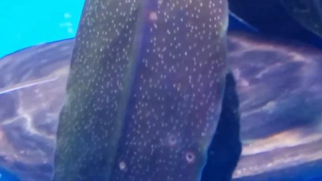 Another look of RARE Anubias Bucephalandra Aquarium Plants. Enjoy Please смотреть онлайн