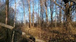 Поиск рогов. Находки есть