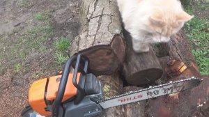 Зимани MS 361. Сборка после обзора