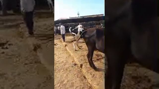 МОЛБОЗОРИ ХУДЖАНД Хучанд Molbozor Bozor  в прямом эфире!