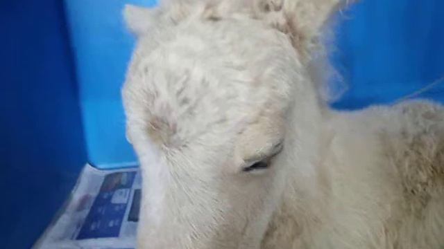 Miniature Foal Abby with Tick Paralysis - Part 1.AVI смотреть онлайн