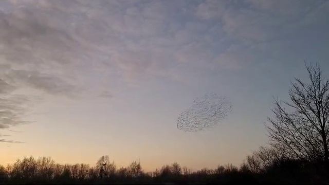 Птичий танец в небе!