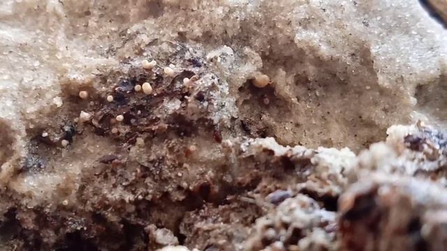 Experience in growing conical morel in greenhouses the appearance of the first small mushrooms №2 смотреть онлайн