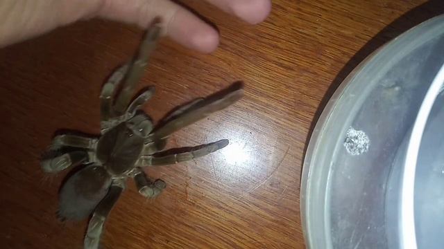 King Baboon Tarantula! I Take A Dangerous Tarantula In My Arms.Королевский бабуин-тарантул на руках