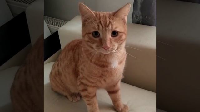 Michiko.ru | Кот Пломбир ищет дом. Отдаем бесплатно. Кошки в дар в добрые руки. смотреть онлайн
