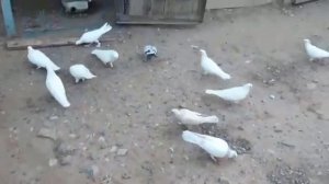 #Бакинские #Голуби      Друг гоняет голубей!