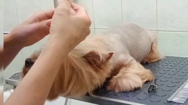 #груминг #grooming #обучениегрумингу #стрижкасобак смотреть онлайн