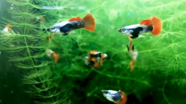 DUMBO RED TAIL GUPPY