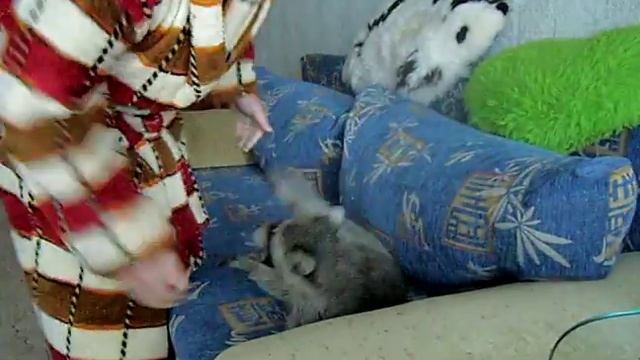 ЕНОТ И ДЕД смотреть онлайн