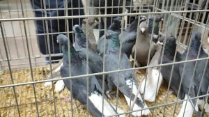 18.01.2025г Выставка в ЦСКА ч. 1