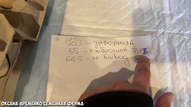 РЕЗУЛЬТАТ закладки БРОЙЛЕРОВ РОСС-308 / ОПЛОД 92,4% смотреть онлайн